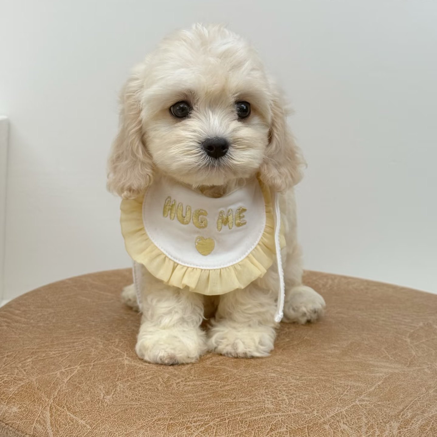 可卡布幼犬多少钱？超值萌宠等你带回家 🐶💖-宠物-淘宝好物网