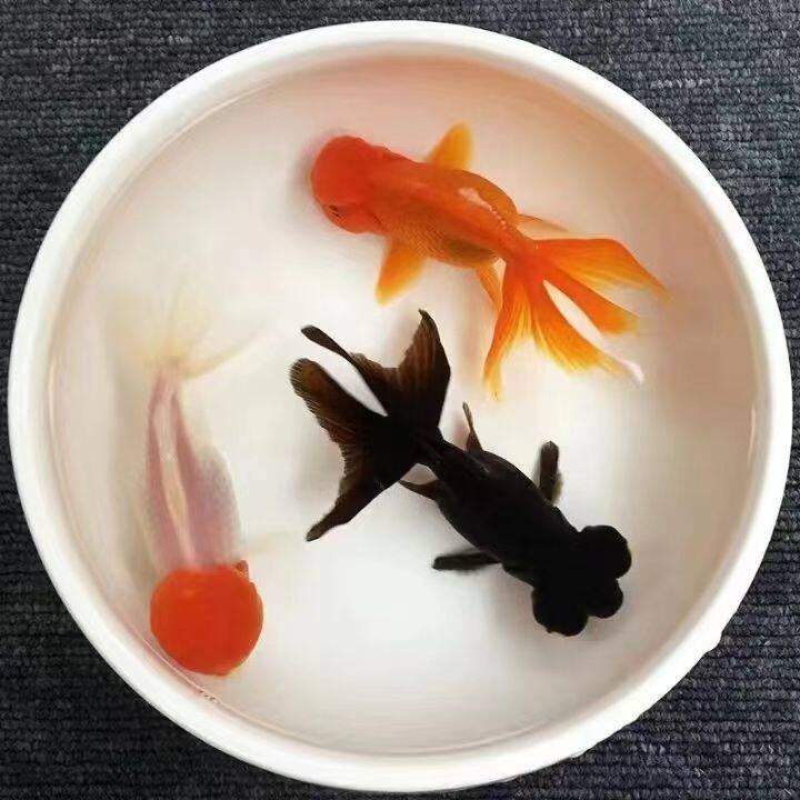 丹顶红狮子头鱼-丹顶红狮子头鱼促销价格、丹顶红狮子头鱼品牌- 淘宝