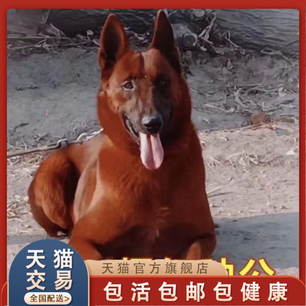 犬猎犬-犬猎犬促销价格、犬猎犬品牌- 淘宝, image size:1170x1170