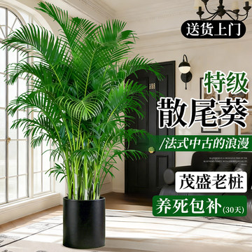 散尾葵大型盆栽-散尾葵大型盆栽促销价格、散尾葵大型盆栽品牌- 淘宝