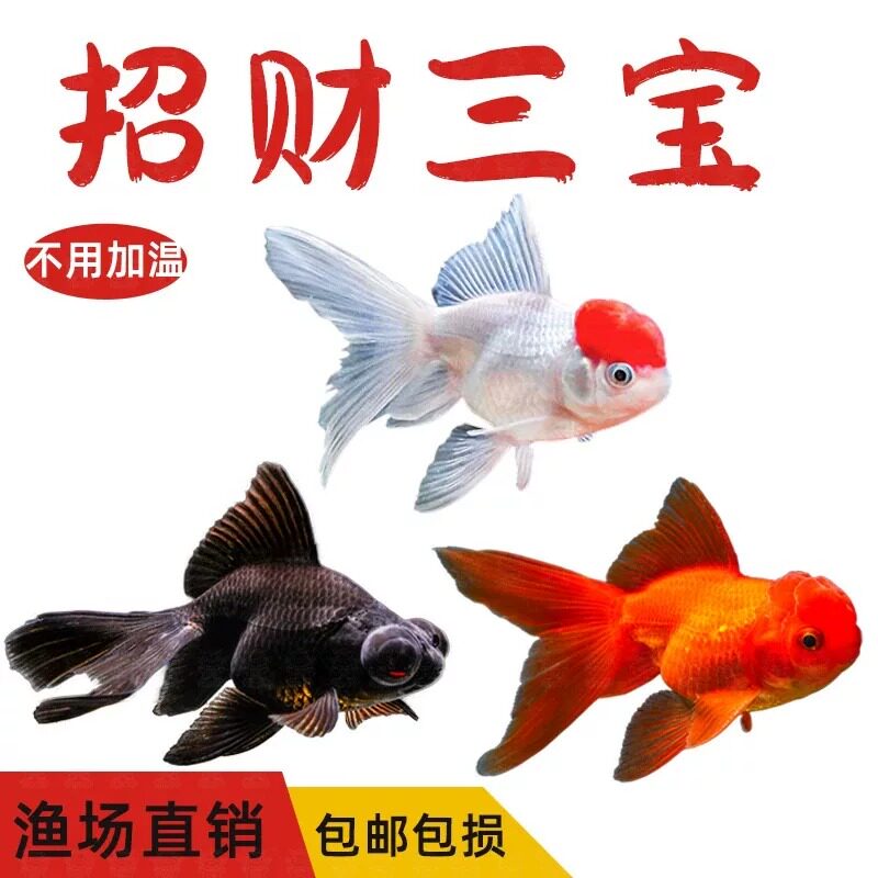 丹顶红狮子头鱼-丹顶红狮子头鱼促销价格、丹顶红狮子头鱼品牌- 淘宝