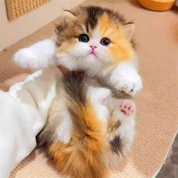 长毛三花猫幼崽-长毛三花猫幼崽促销价格、长毛三花猫幼崽品牌- 淘宝