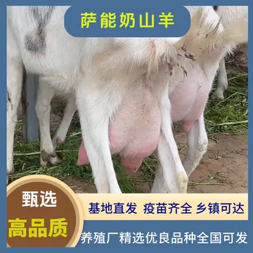 纯种萨能奶山羊-纯种萨能奶山羊促销价格、纯种萨能奶山羊品牌- 淘宝