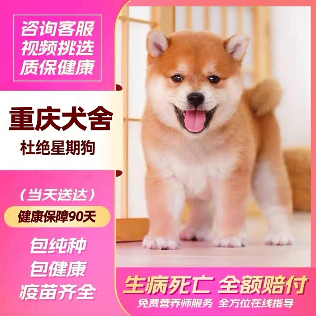 🐾 家庭完美伴侣：【重庆犬舍】柴犬幼犬🐾-宠物-淘宝好物网
