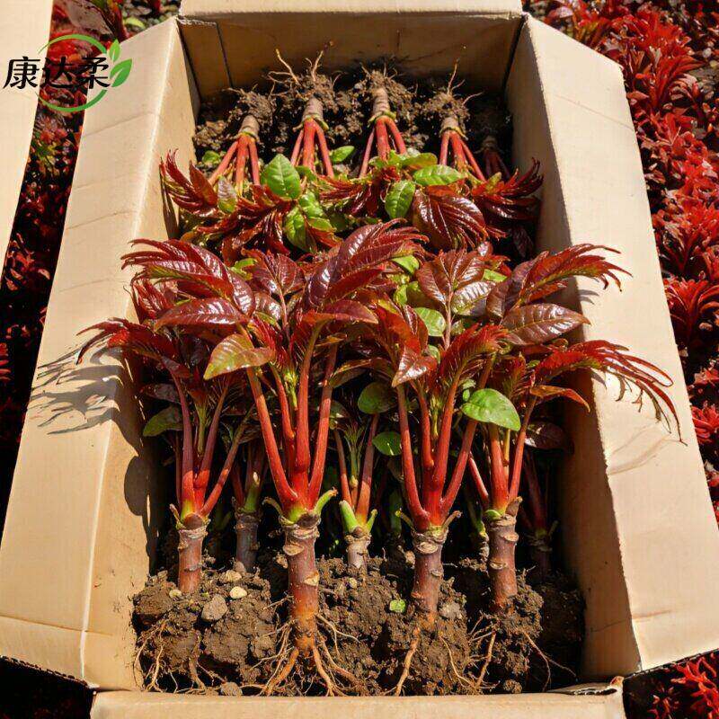 红油香椿苗树-红油香椿苗树促销价格、红油香椿苗树品牌- 淘宝