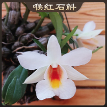Throat red Dendrobium seedlings pocket-sized black hair is an exquisite small flower rockery rainforest tank landscaping