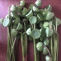 Fresh lotus pod with seeds long pole with pole lotus pod homemade dried bouquet original pole decoration small fresh Zen home furnishings