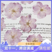 Cherry blossom dried flower plant specimen pastered flower painting parent-child diy handmade activity resin drop glue jewelry aromatherapy table lamp