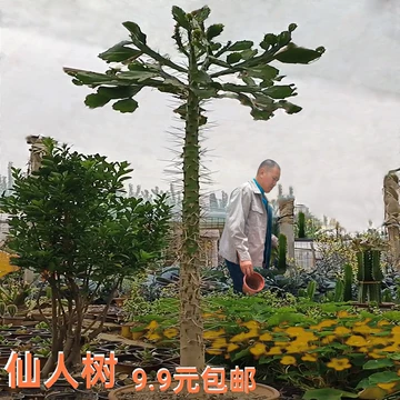 仙人掌树老桩-仙人掌树老桩促销价格、仙人掌树老桩品牌- 淘宝