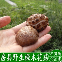 On the tip of the tongue Shennongjia Fangxian Wild basswood flower mushroom mushroom mushroom mushroom mushroom dried flower mushroom