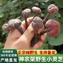 Shennongjia pure wild Red Ganoderma Lucidum Wild Pruned Nyingchi Small Ganoderma lucidum Red Ganoderma lucidum can be sliced and ground 250 grams