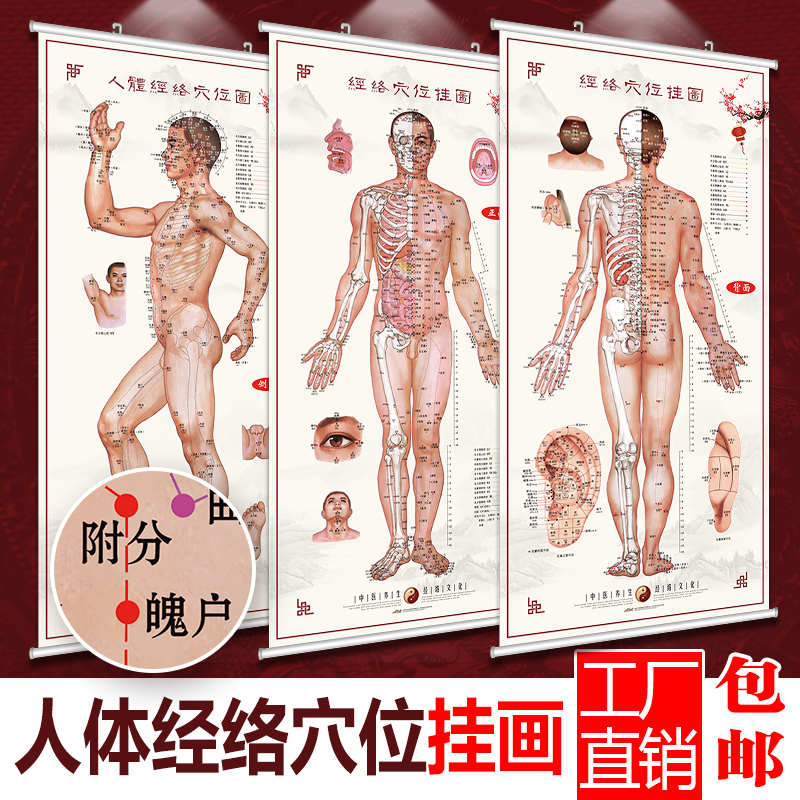 人体の経絡と背中の経穴の伝統的な中国医学のイラスト、大きな壁図、保健センターの宣伝ポスター、鍼治療とマッサージのポスター、全身