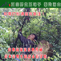 2021 new goods Qinling mountain schisandra wild schisandra oil seed tea Super 500g