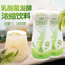 Jinqiao honey more concentrated lactic acid bacteria 1 5L inactive lactic acid bacteria beverage honey much catering milk tea shop dedicated