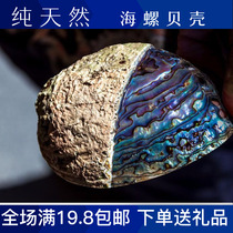 Big abalone shell natural shell conch creative home decoration jewelry storage soap box Sage potted fish tank