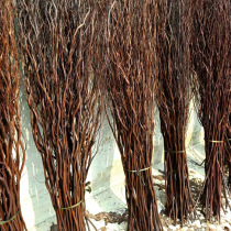 Branch decorative art dried flowers on the ground porch partition window wedding natural Dragon Willow Dry Branch Qulliu screen flower arrangement