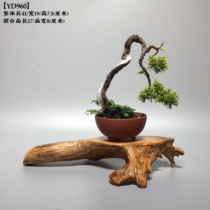 Cliff Cypress root carving ornaments natural accompanying dead wood root art new Chinese Zen crafts base Photography