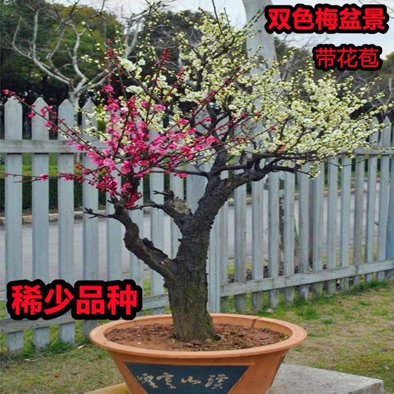 红梅盆栽-红梅盆栽促销价格、红梅盆栽品牌- 淘宝