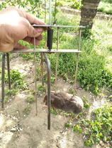 Three-arrow mousetrap zokor ground sheep blind bamboo rat catcher factory direct sales