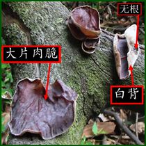 Hunan specialty Xiangxi wild fungus 500g autumn fungus fungus dry goods non-Northeast fungus