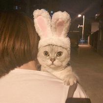 Cute rabbit headgear Cat headgear transformation Cat headgear Dog headgear Pet hat Teddy Rabbit ears