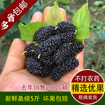 5kg of selected fruit fresh mulberry fresh fruit Mulberry pregnant woman fruit black mulberry wine enzyme