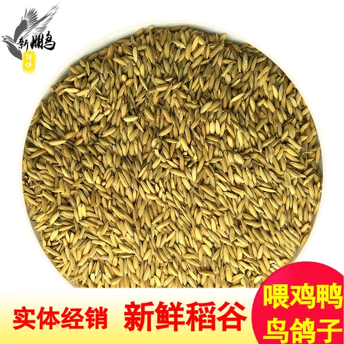 Brewd Rice Feed Gutzi Rice Rice Shell Shell Feer Chate, утка, гусиный голубь, птица, домашнее животное кормить сырое зерно