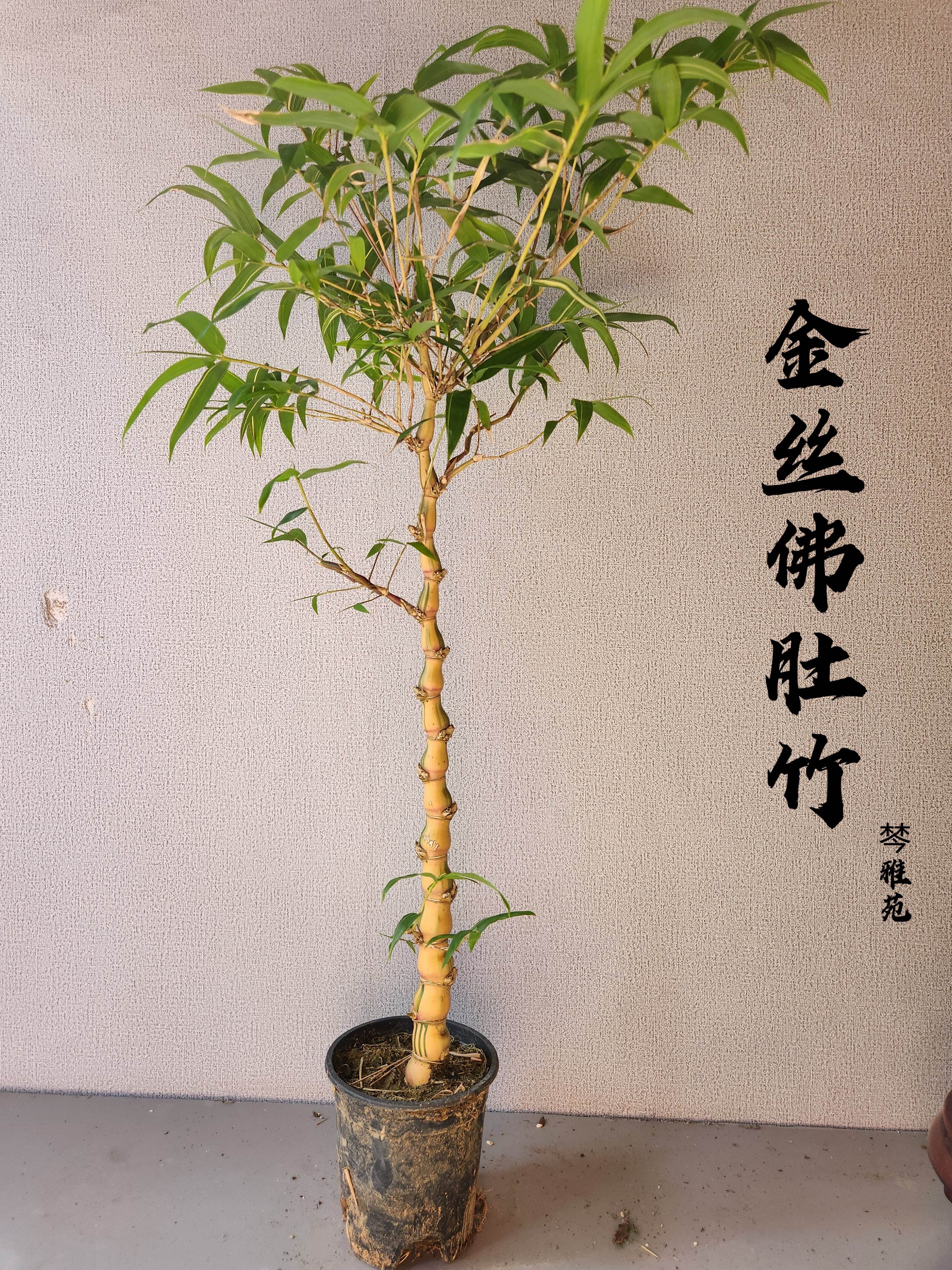 金丝佛肚竹和万年金雷竹有何异同?适合作为室内外盆景竹子栽培吗?_游戏推荐_淘宝游戏网