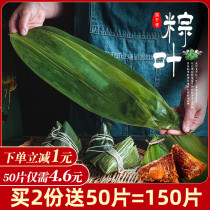 Dragon Boat Festival zongzi wild fresh Zongzi cotyledon 100 pieces of vacuum loaded wild zongzong leaves bamboo leaves baking raw materials