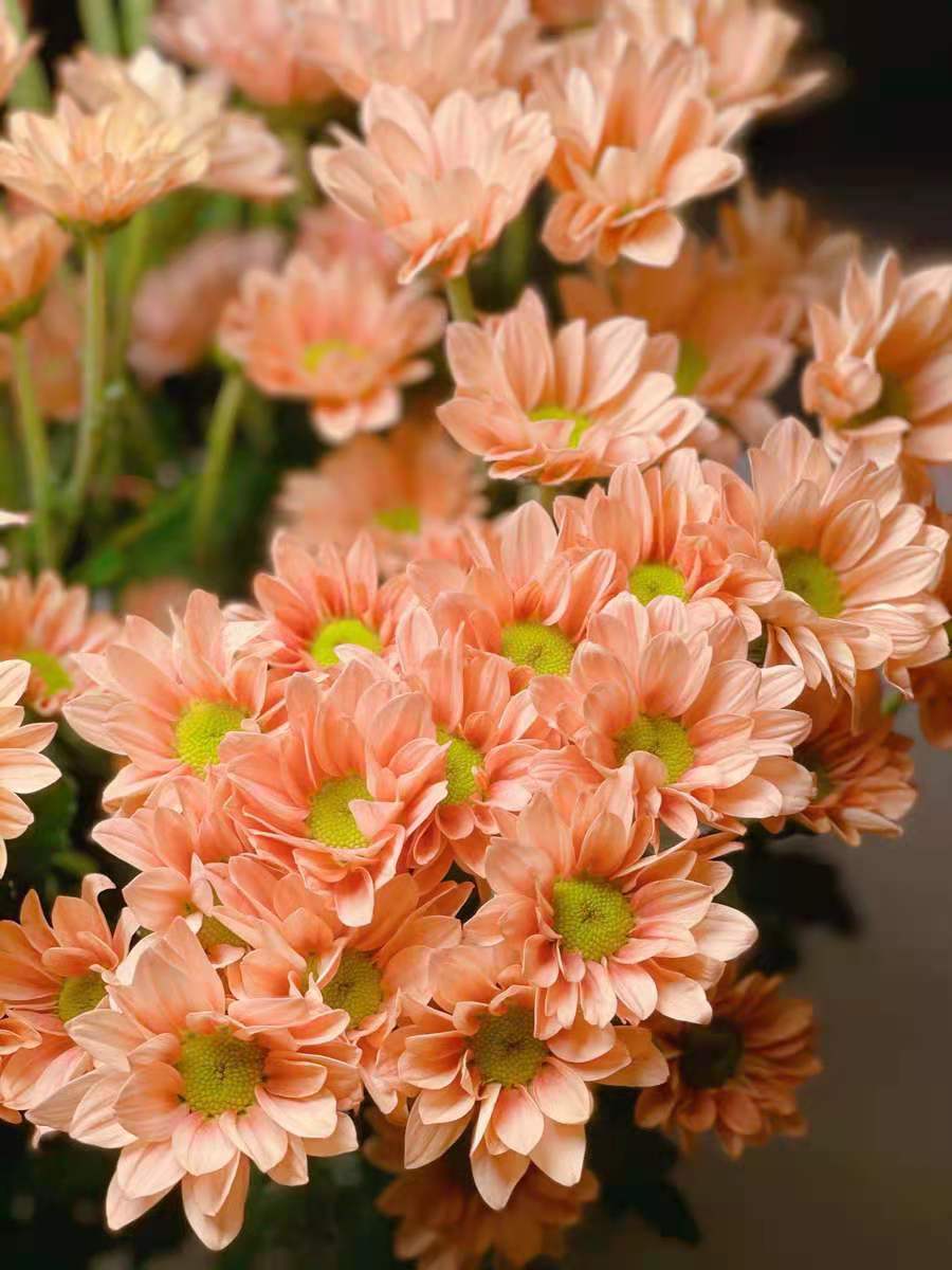 三文鱼小雏菊汉城粉花期长昆明斗南花市发货顺丰冷链云南鲜花快递