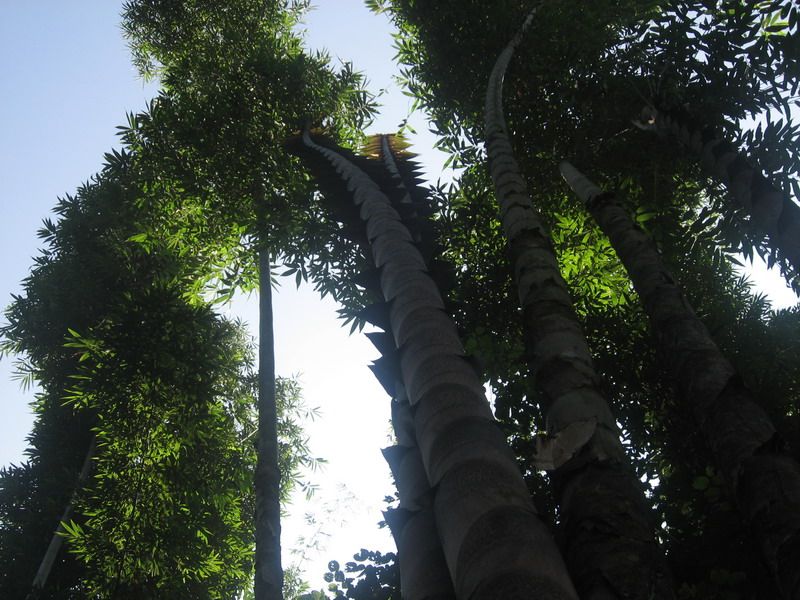 巨龙竹竹苗大型丛生竹大于楠竹毛竹及其他竹种庭院大型绿化竹