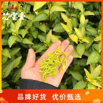 Xinbaotang Tea Jinyun Yellow Tea 2021 New Tea Mingmei Premium Gold Tea 125g Milk Fragrant Bulk Top Yellow Bud