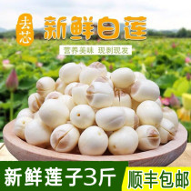 Jiangxi farmhouse coreless handmade fresh Jianning white lotus seeds peeled fresh lotus rice Guangchang White Lotus fresh lotus to core 3kg