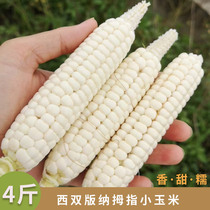 Yunnan Xishuangbanna Thumb Sweet Mini Corn Fresh Sweet Corn Small Bao Valley 4 Jin Pack