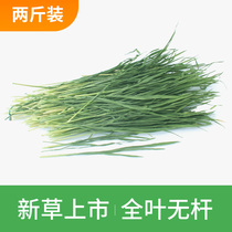 Wheat grass hay Rabbit food Rabbit Dutch pig Chinchilla feed forage Young rabbit grass forage Grass food Barley grass food
