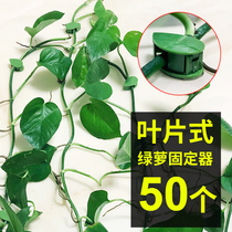  Think of me green dill climbing artifact climbing vine green plant hook clip vine special suction cup fixed climbing wall flower clip