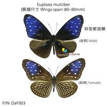 Heterotypic purple butterfly Onos butterfly A1 quality unspread wing original butterfly insect true butterfly specimen