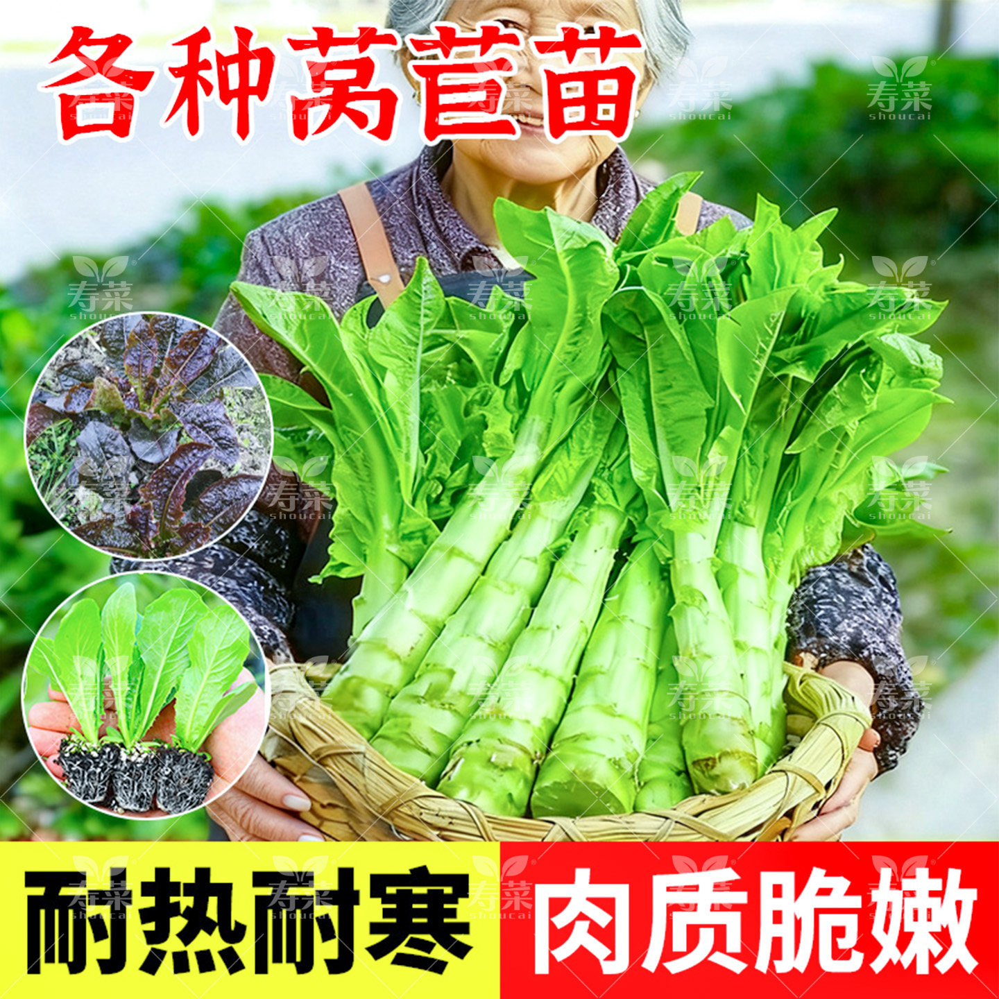 红尖叶莴笋-红尖叶莴笋促销价格、红尖叶莴笋品牌- 淘宝