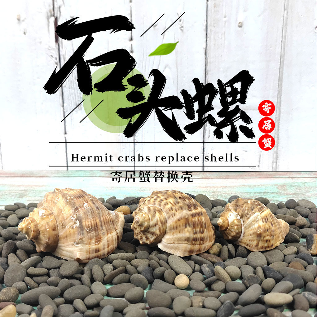 寄居蟹石头-寄居蟹石头促销价格、寄居蟹石头品牌- 淘宝