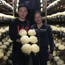 Home planting 6 boxes of fresh white fungus Gutian snow ear live ear waxy ear sulfur-free wet white fungus specialty Shunfeng