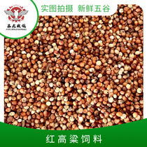 Red sorghum 50 pounds quality grain nutrition the poo and EE seed bird Pigeon Pigeon Pigeon food Direct in Jiangsu Zhejiang and Anhui province