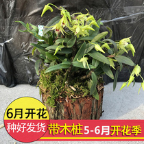 Buy 2 to send pots and plant edible Yueqing Yandang Mountain iron-skinned Dendrobium seedlings 3 years 15-25 fresh Dendrobium flowers