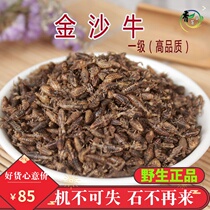 Chinese herbal medicine Jinsha cattle 10 grams new non-sand Ant lion gold sand cattle dikuru sand cattle worm dry products Jinsha cattle