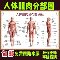 Hospital whole body Human musculoskeletal organs visceral Anatomy large wall chart male muscle distribution poster horizontal version