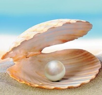 Four years of Japanese Akoya pearl Akoya develop together to open open overseas private customization does not do return