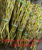 Natural red water five-year fairy grass Golden Dendrobium nobile fresh old strips fresh golden hairpin tin fresh strips bulk 500g