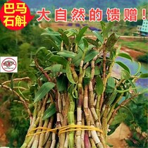 Guangxi Bama specialty open-air stone sewn with long iron dendrobium fresh strips for 4 years 500 grams