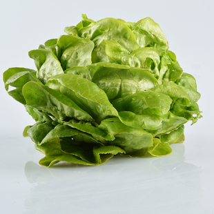 keisue琪树富兰德里生菜种子四季种植田园庭院易种进口蔬菜菜籽