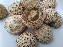 Biyang specialty mushroom dried goods farm cut feet basswood mushroom super dried winter mushroom white mushroom new 500g