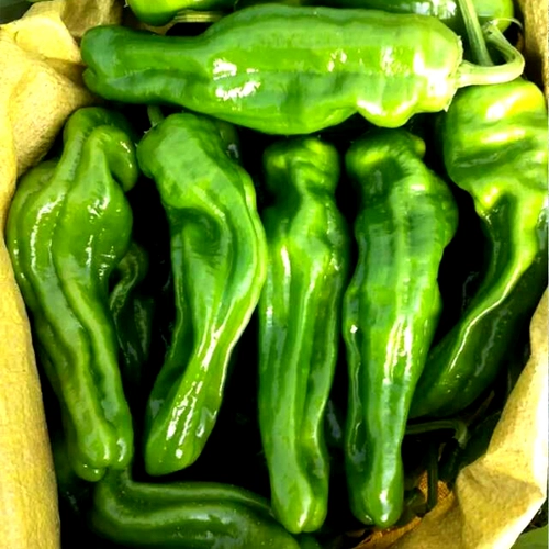 Семена овощных семян перец, тонкие саженцы перца, кожа Зоу, сеяцы из перца зеленого перца, саженцы овощей